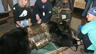 Этот медведь носил стальную »рубашку» много лет. Вот что произошло, когда его наконец освободили