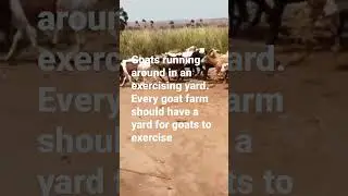 Consider an exercising yard for your goats 
