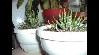 Хавортия Полосатая/Haworthia fasciata-3. Запущенное растение! 2я пересадка из мокрого грунта со мхом
