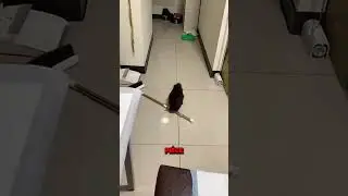 Cet Écureuil est un Génie😱
