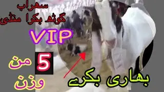Bakra Mandi Karachi 2019 || Expensive and VIP Bakrey 2019
