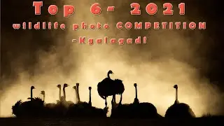 Wildlife  photo competition Kgalagadi  final 6 and top 30 judgement 2021