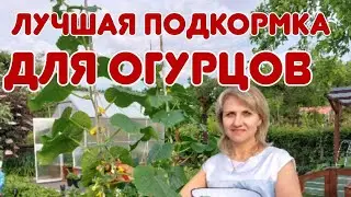 Лучшая подкормка для огурцов | Подкормка для огурцов из молока 