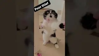 This Cat Had The Best Reaction After He Was Caught Stealing - #SHORTS 2022