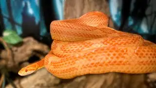 Corn Snake Care