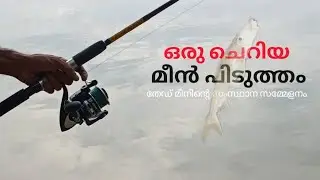 Catfish caught using Prawns ||  Kerala