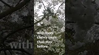 See this amazing blossom display burst into life 