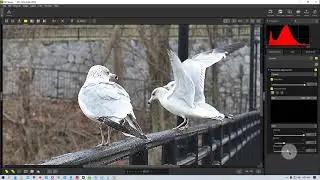 Nikon NX Studio - How to Sharpen Your Photo Using the Sharpness Adjustment Tool in NX Studio