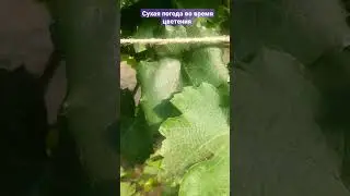 Полив винограда во время цветения .