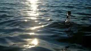 A Bottle with a Note Swings on the Waves | Stock Footage - Videohive