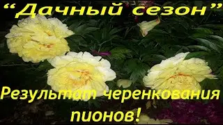 Результат черенкования пионов!