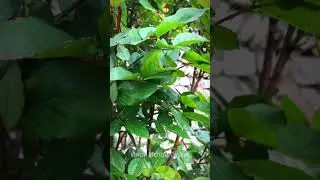 Весна | видео футаж | 