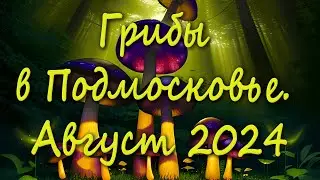 Поход по грибы 18 августа 2024 года