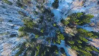 Над вековыми кронами
