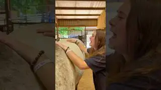 Beginner Vs Experienced Horse Owners! 🐴 #shorts #animals