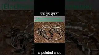 Egg-Eating Snake and Bronzeback Tree Snake: Educational Wildlife Short #snake #eggeatingsnake