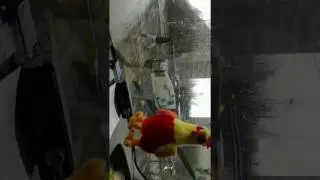 Прикол на пешеходном переходе