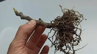 Figs Rooting Horizontally and Vertically