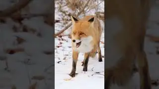 Fox Fun Facts - Facts About Foxes