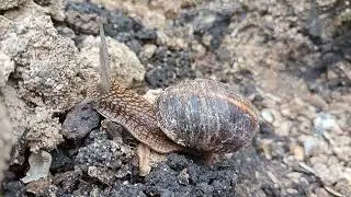 Виноградная улитка 🐌 успешно зимует в Воронежской области :-))