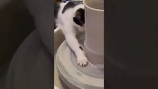 Talented cat tries its paw at pottery! 😻🏺 