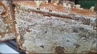 Как получить Тонну меда с 10 роев!!!
