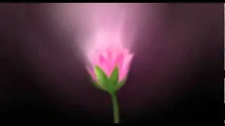 Apres La Vie - Flower Opening Animation
