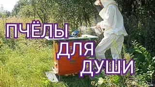 Пчёлы для "Души", тоже требуют внимания и ухода. Ульи "Рута.
