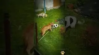 Бройлерный кот взял в плен собаку😱
