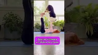 ДРУГИЕ ХОЗЯЕВА СОБАК ПО УТРАМ & МЫ С ЛУНОЙ