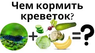 Часть 2. Чем кормить аквариумных креветок?