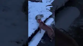 Нерпа напала на собаку. Сахалин.  Видео от подписчика.