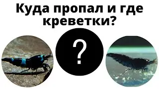 Что случилось с креветками??? Почему стоит брать осмос для креветок после мембраны.
