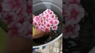 Как мы поливаем Петунию🌺🌺🌺#петуния#цветы#сад#огород