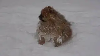 У нас продолжает идти снег, погода 👍🏼  И Фоксик (Померанский шпиц) очень рад снегу!