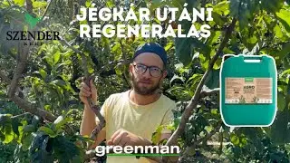 Greenman Agro növénykondicionáló készítmény a jégkár utáni regenerálódáshoz