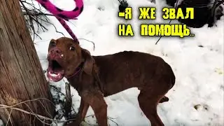 Кто-то привязал пса к дереву. 3 дня он звал на помощь, его горестные вопли оглашали весь пригород