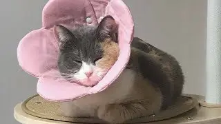 Смешной котик и его хозяйка. Смешная озвучка коты. Коты приколы