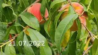 прививка персика на алычу летом и первый урожай