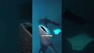 Рыба, пьющая море! 🐳💦😲 