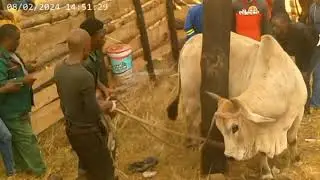 Bhungelisha