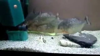 КУПИЛ НОВЫХ ГУППИ