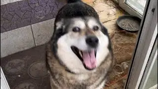Мои СОБАКИ-БАБАКИ!🐕‍🦺