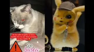 TALI G pierde a su GATO