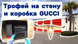 Трофей на стену и коробка GUCCI. Находки в брошенном контейнере.