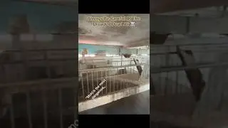 Always Be Careful Of The Dreaded Dead Air ☠️ 