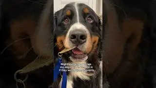 Unhinged Events My Dog Could Win a Gold Medal in at The Olympics 🥇 