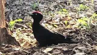 Лесной майский дятел. May Woodpecker.