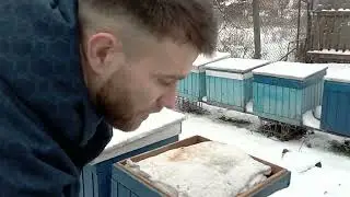 Природній відбір ,чи халатність Бджоляра ?