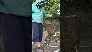 Снимаем рой пчел. 